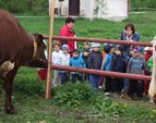 XVIII. ronk chovu pinzgauskho plemena